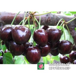 Черешня "Регіна"