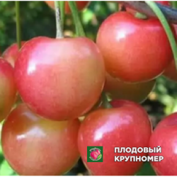 Черешня " Рекорд"