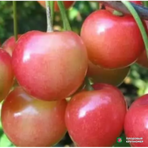 Саженцы Черешня " Рекорд"