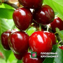 Черешня " Рожева Мліївського"