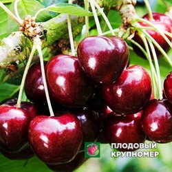 Черешня "Самба"