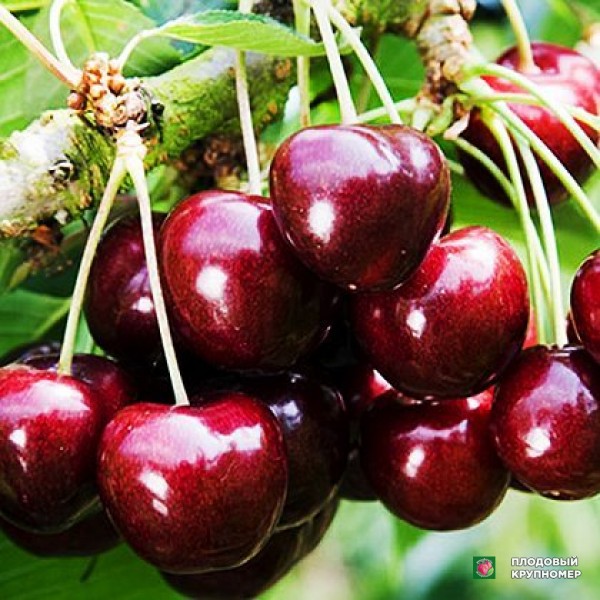 Саженцы Черешня "Самба"
