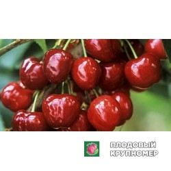 Черешня "Саміт"
