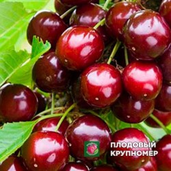 Черешня "Сільвія"