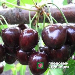 Черешня "Стокатто"