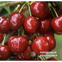 Черешня "Сувенір"