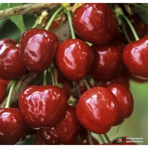 Саженцы Черешня "Сувенір"