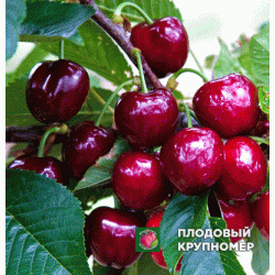 Черешня "Світ-Харт"