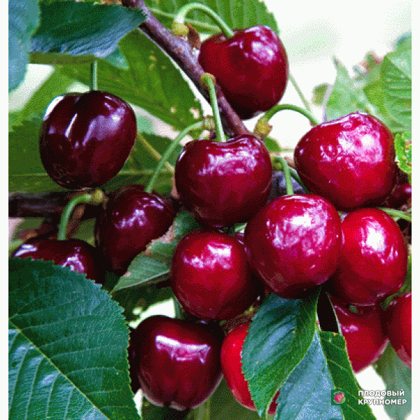 Саженцы Черешня "Світ-Харт"