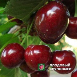 Черешня "Техлован"