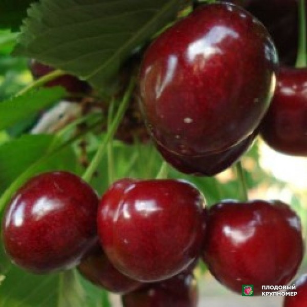 Саженцы Черешня "Техлован"