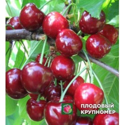 Черешня "Травнева"