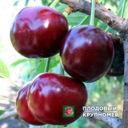 Черешня "Дивовижна"