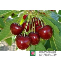 Черешня "Ярославна"