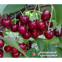 Черешня " Загадка"