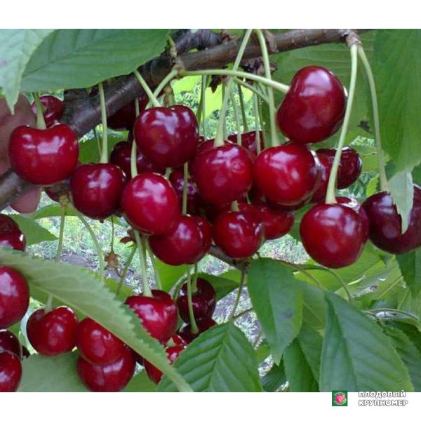 Саженцы Черешня " Загадка"
