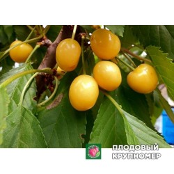 Черешня " Жовта Мліївського"
