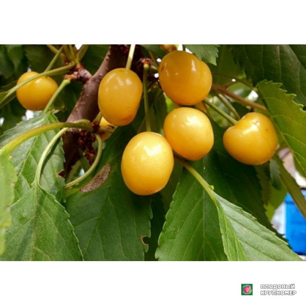 Саженцы Черешня " Жовта Мліївського"