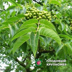 Бархат Амурський