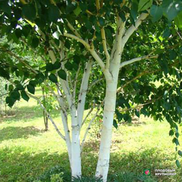 Саженцы Береза звичайна (мультиштамб) висота 2,5-3,5 м