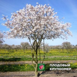 Ірга на штамбі