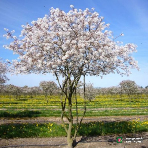 Саженцы Ірга на штамбі