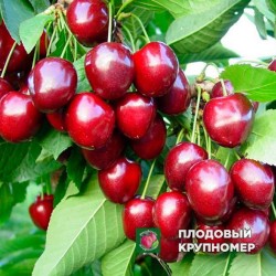 Черешня Плакуча