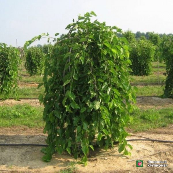 Саженцы Шовковиця Плакуча (ком-2 м)