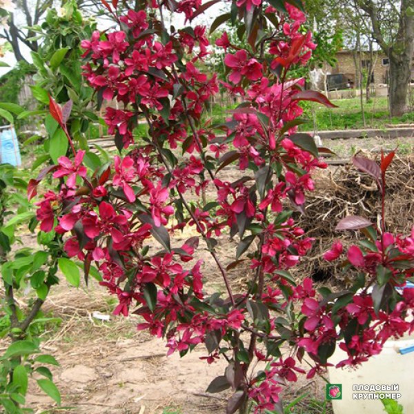 Саженцы Яблуня