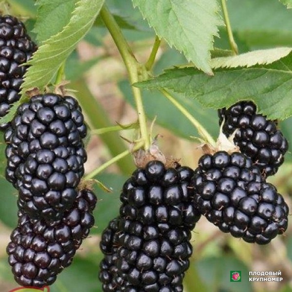 Саженцы Ожина "Блек Сатин"