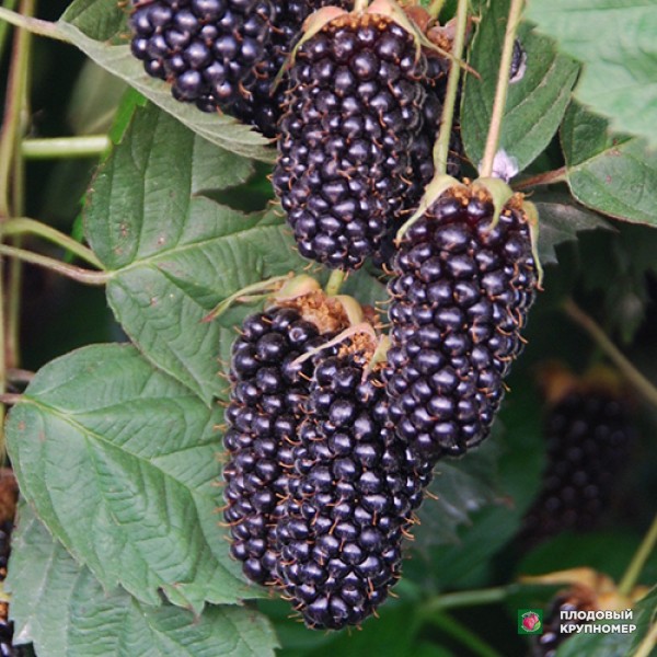 Саженцы Ожина "Полар"