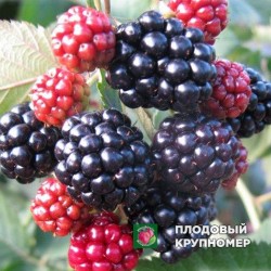 Ожина "Рушай"