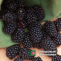 Ожина "Тріпл Краун"