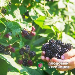 Ожина "Троїцька"