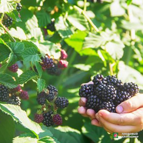 Саженцы Ожина "Троїцька"