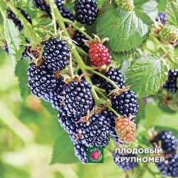 Ожина "Честер"