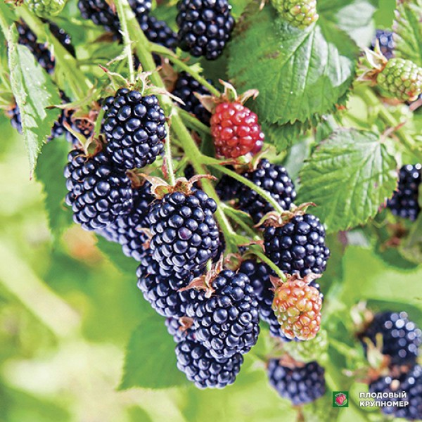 Саженцы Ожина "Честер"