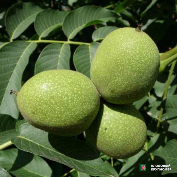 Саженцы Волоський горіх "Буковинська бомба"