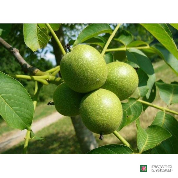 Саженцы Волоський горіх " Буковинський"