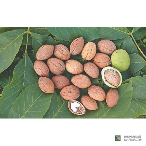 Саженцы Волоський горіх "Федоровський"