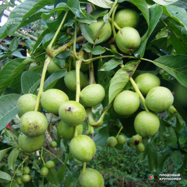 Саженцы Волоський горіх "Кочерженко"