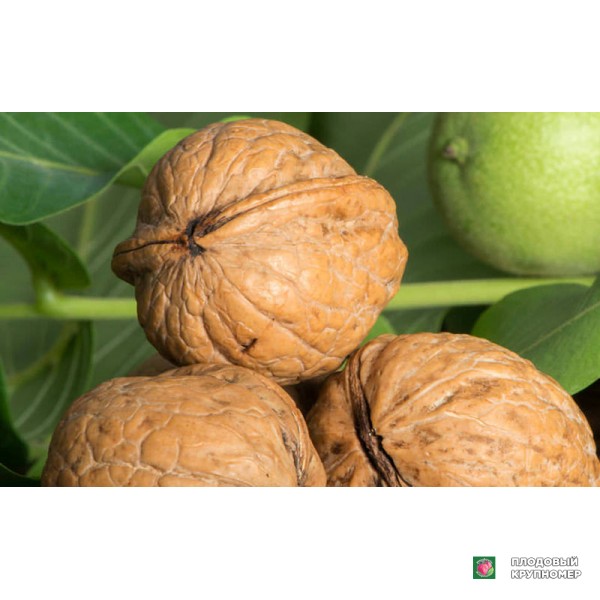 Саженцы Волоський горіх "Недобоївський"