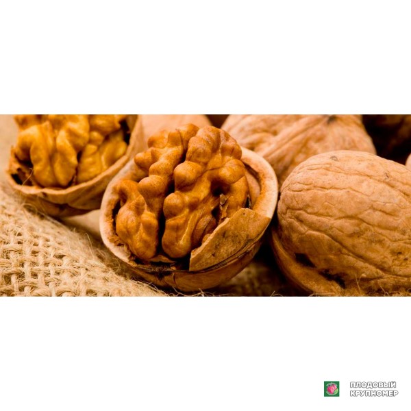 Саженцы Волоський горіх "волоський"