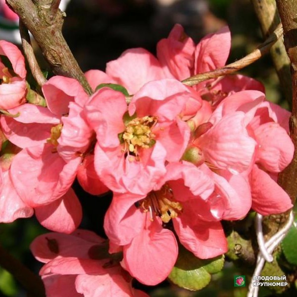 Саженцы Хеномелес "Суперба"