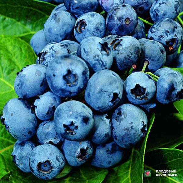 Саженцы Лохина "Норткантри"