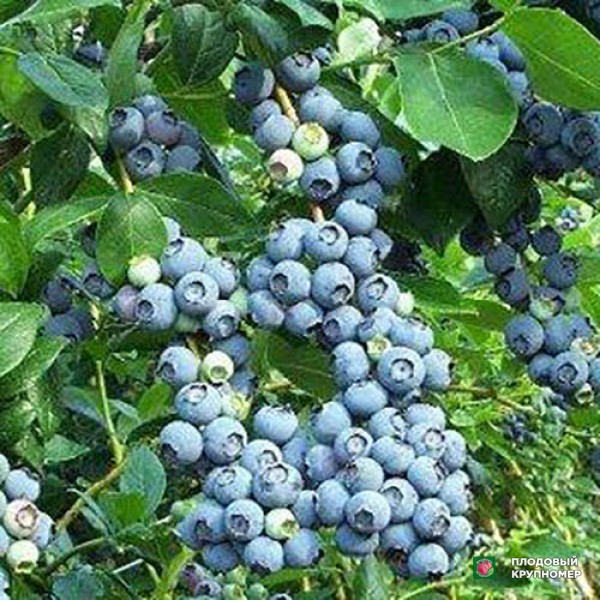 Саженцы Лохина "Отто"