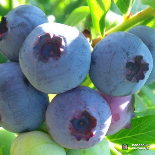 Саженцы Лохина "Пуру"