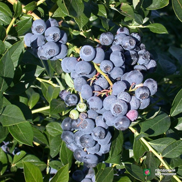 Саженцы Лохина "Річка"