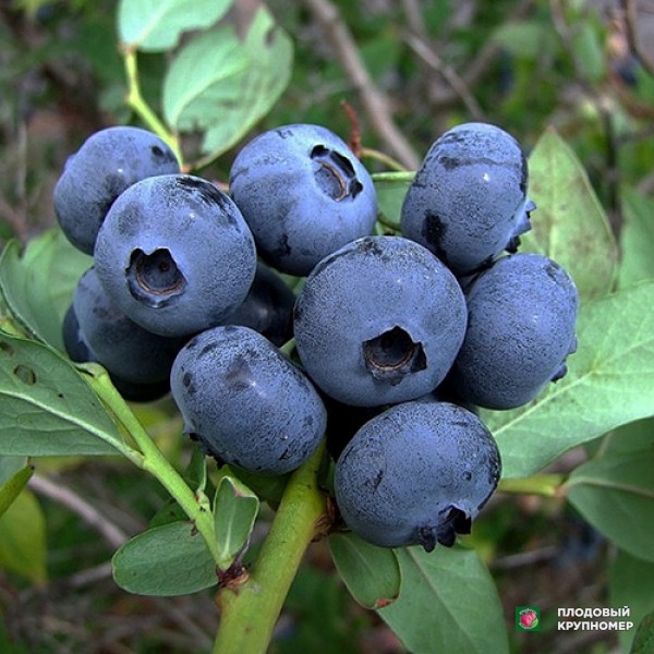 Саженцы Лохина "Спартан"