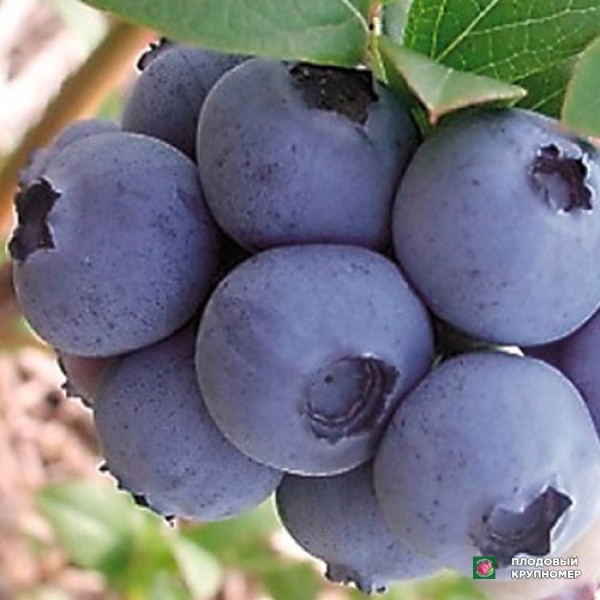 Саженцы Лохина "Торо"